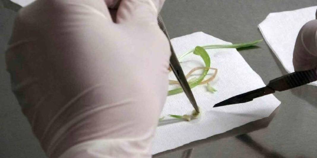 Toprakta kendiliğinden yetişiyor, toplanmasına izin verilmiyor! Laboratuvarda çoğaltılıyor 7